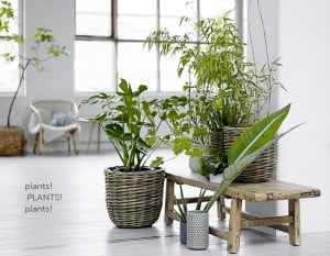 grønne planter innendørs interiør